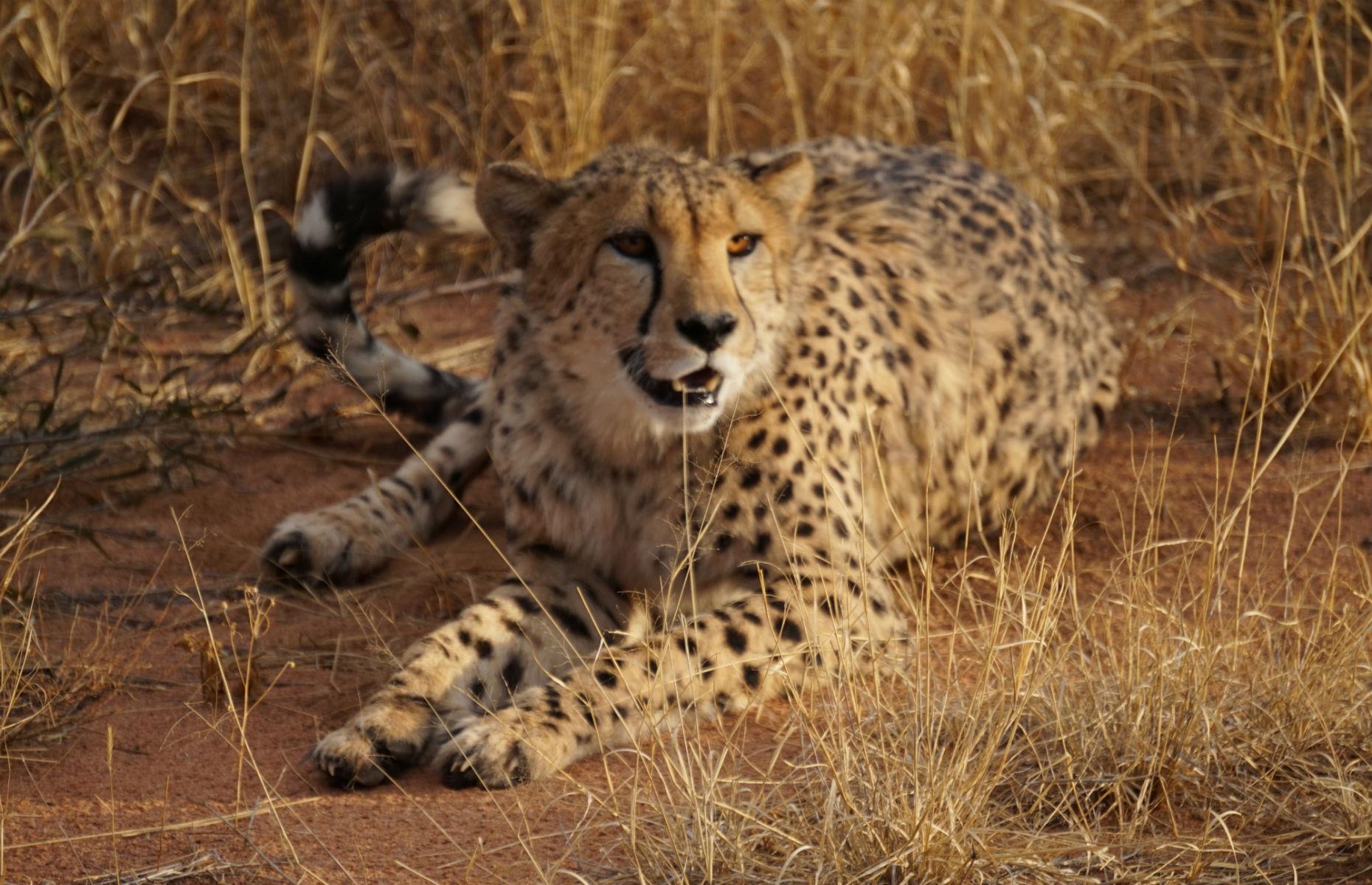 Cheetahs in Namibia